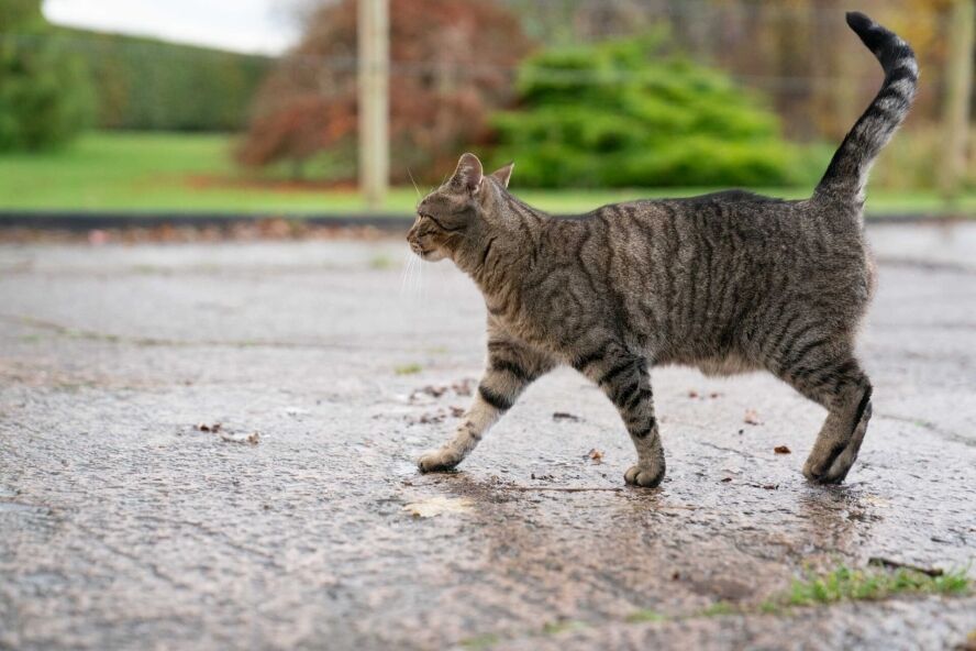 catnip