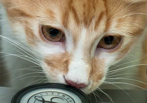 Bringing Your Cat To The Vets