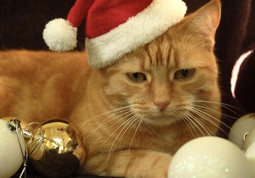 Christmas Gift Ideas for your Pet