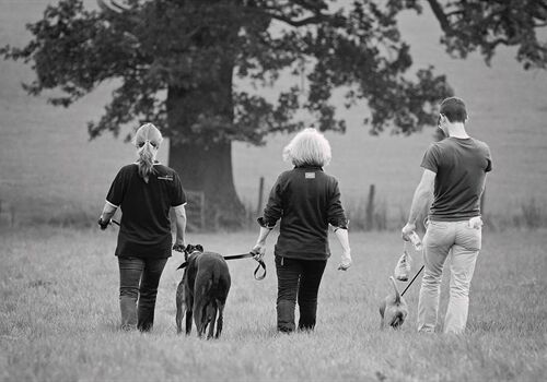 Adder Bites and your Dog