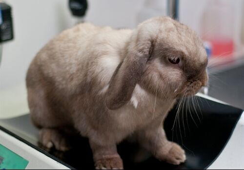 Bringing Your Rabbit To The Vets