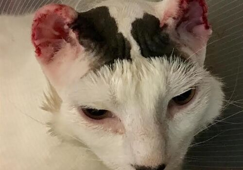 Cats and Sunburn