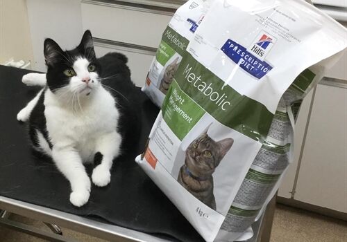 Meet our Cat Pet Slimmer Winner!
