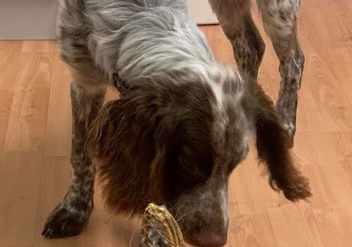 Dogs and the importance of sniffing